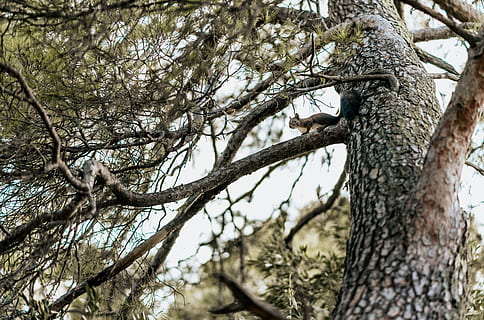 niedrig, Winkel Foto, Baum, Borke, Geäst, Perspektive, Eichhörnchen, Pflanze, Kofferraum, Baumstamm, Ast, Flachwinkelansicht, Natur, keine Leute, Tag, Fokus auf den Vordergrund, Wachstum, Ruhe, kahler Baum, draußen, Wald, Schönheit in der Natur, Land, Himmel, Tiere in freier Wildbahn, Pflanzenrinde, 5K, CC0, gemeinfrei, lizenzfrei