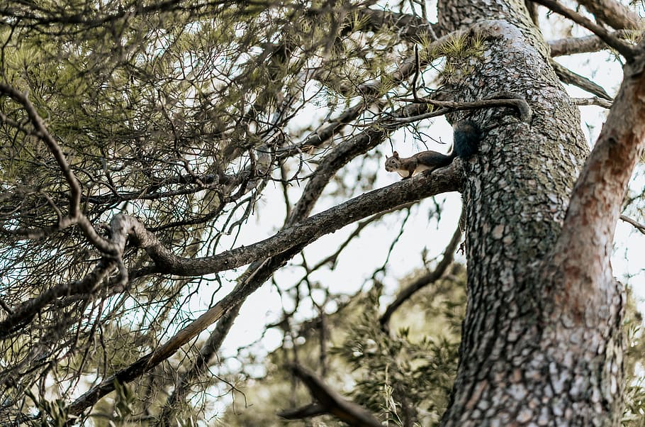 niedrig, Winkel Foto, Baum, Borke, Geäst, Perspektive, Eichhörnchen, Pflanze, Kofferraum, Baumstamm, Ast, Flachwinkelansicht, Natur, keine Leute, Tag, Fokus auf den Vordergrund, Wachstum, Ruhe, kahler Baum, draußen, Wald, Schönheit in der Natur, Land, Himmel, Tiere in freier Wildbahn, Pflanzenrinde, 5K