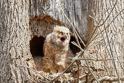 owl brun, animale tematice, animal, copac, un animal, animale în sălbăticie, mamifer, gura deschisa, gură, animale sălbatice, trompă, trunchi de copac, animale vertebrate, nici o persoana, plantă, privind camera, natură, zi, partea corpului animalului, în aer liber, portret, cap de animal, gura animalului, 2K, CC0, domeniu public, fără drepturi de autor