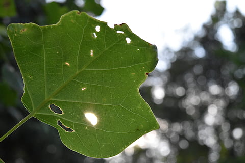ensoleillement, feuille, Smiley, partie de la plante, couleur verte, se concentrer sur le premier plan, plante, fermer, la nature, beauté dans la nature, personne, croissance, journée, veine de la feuille, en plein air, laissez tomber, lumière du soleil, humide, arbre, fraîcheur, mise au point sélective, brillant, goutte de pluie, 5K, CC0, domaine public, libre de droits
