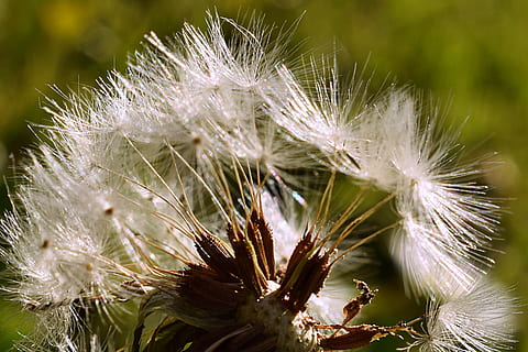 natur, påskelilje, makro, psykedelisk, farver, sollys, Sunkissed, lyksalighed, blomst, tæt på, plante, skrøbelighed, vækst, fokus på forgrunden, sårbarhed, skønhed i naturen, blomstrende plante, friskhed, ingen mennesker, mælkebøtte, dag, blomsterhoved, blomsterstand, hvid farve, mælkebøtte frø, blødhed, udendørs, dug, 2K, CC0, offentligt domæne, royaltyfrie