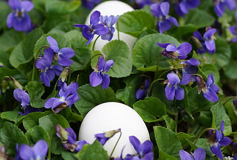 violets, eggs, white, easter, spring, vernal, holiday, the tradition of, habit, custom, merry, purple, flowering plant, flower, beauty in nature, growth, plant, freshness, close-up, green color, plant part, leaf, fragility, vulnerability, petal, nature, no people, flower head, day, outdoors, inflorescence, 5K, CC0, public domain, royalty free