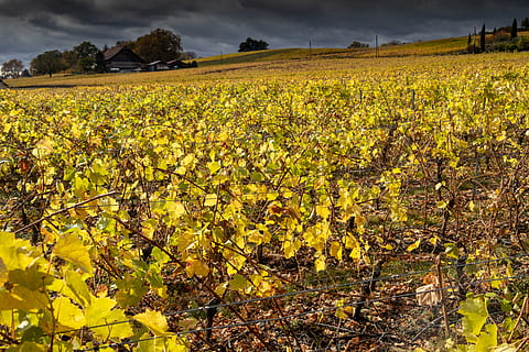 campo de toronja, crecimiento, campo, planta, tierra, belleza en la naturaleza, paisaje, agricultura, amarillo, tranquilidad, escena rural, paisajes - naturaleza, escena tranquila, flor, naturaleza, granja, cielo, cultivo, planta floreciendo, ambiente, nadie, al aire libre, plantación, vinificación, 5K, CC0, dominio público, libre de derechos