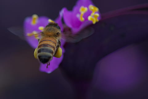 bi, insekt, pollen, flor, forår, vinger, flyve, gul, honning, bestøvning, nektar, travl, arbejder, blomst, have, dyre temaer, dyr, dyreliv, et dyr, dyr i naturen, blomstrende plante, hvirvelløse, tæt på, ingen mennesker, skønhed i naturen, natur, undervands-, hav, lilla, vand, skrøbelighed, plante, sårbarhed, udendørs, blomsterhoved, marine, 2K, CC0, offentligt domæne, royaltyfrie