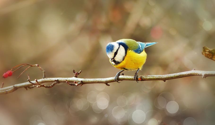 titella, ocell, petit, de colors, ramita, bokeh, animals, naturalesa, a la cort de, vertebrats, primer pla, planta, arbre, bosc, bec, ulls, bolígraf, retrat, color, bonic, viu, hivern, el medi ambient, biologia, posat, temes d'animals, centrar-se en primer pla, fauna animal, animal, animals a la natura, un animal, bluetit, groc, dia, cap gent, songbird, branca, a l'aire lliure, 4K