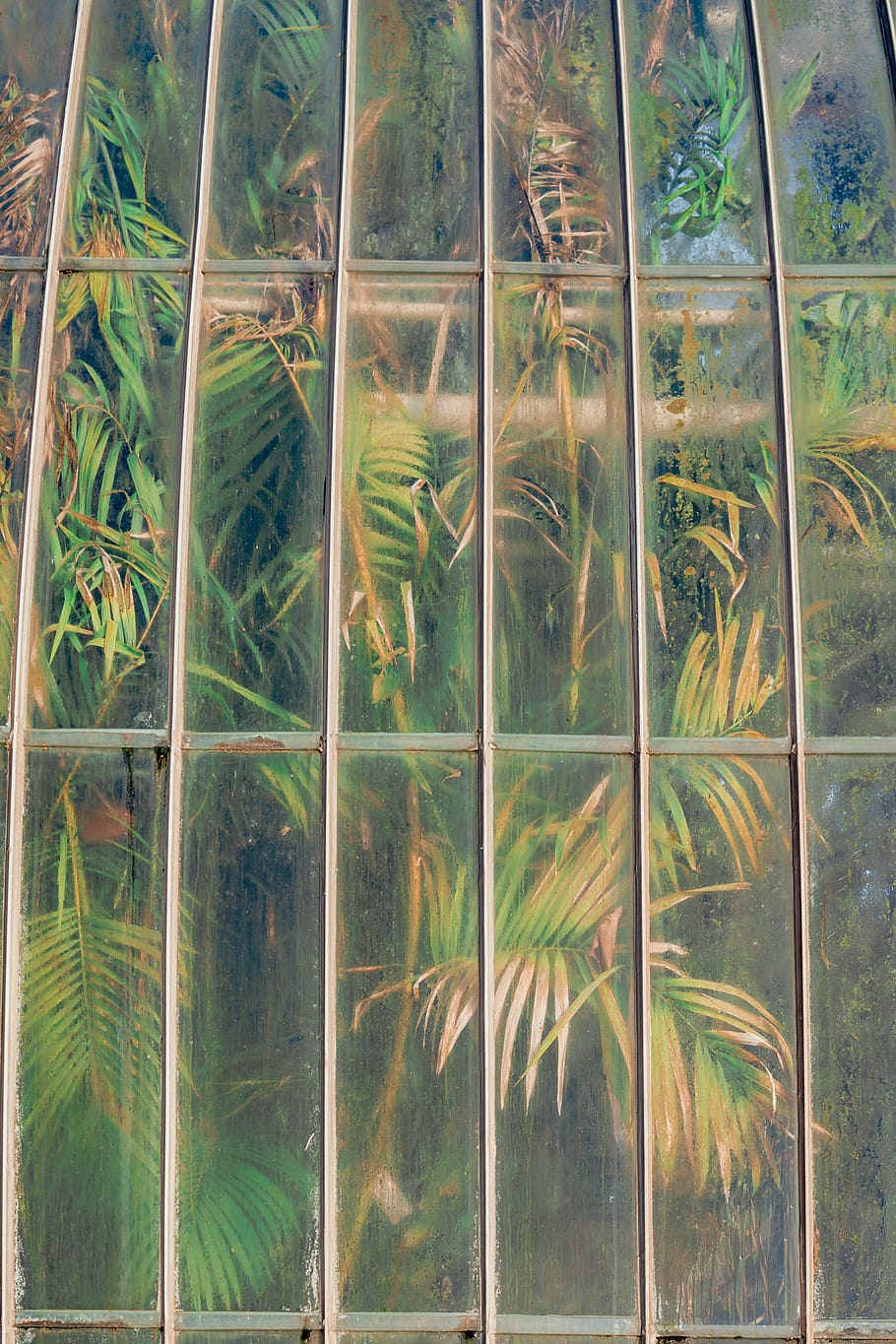 planta de fulla verda, planta, arbre, porta, art, vegetació, art Modern, finestra, pintura, conífera, herba, a l'aire lliure, decoració de la llar, finestra d'imatges, jar, ceràmica, bonsai, gerro, planta en test, jardí, porta corredissa, creixement, cap gent, dia, bellesa a la natura, naturalesa, vidre - material, transparent, tranquil·litat, marc complet, color verd, terra, escena tranquil·la, fons, escenics - natura, Palmera, reflexió, plantació, 4K