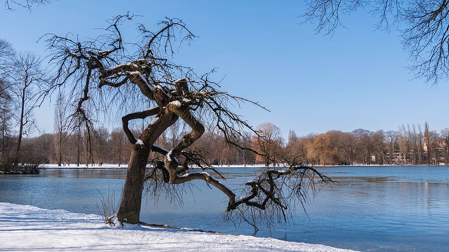 vinterlige, sø, træ, vand, vinter, kold temperatur, sne, skønhed i naturen, scenics - natur, natur, ro, himmel, plante, rolig scene, ingen mennesker, bare træ, ikke-urbane scene, dag, skyfri himmel, udendørs, død plante, piletræ, drivtømmer, 4K