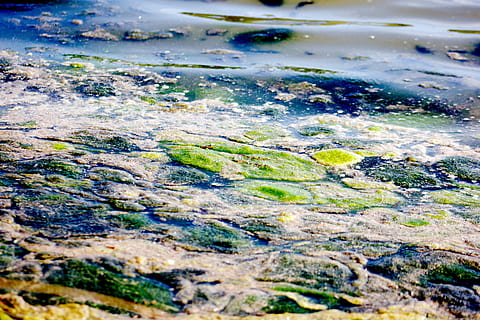 stagno, alghe, bule, verde, letame, fango, che schifo, limo, viscido, galleggiante, movimento, fluente, vita, oscuro, azienda agricola, pesca, variazione, sfondo, natura, acqua, giorno, nessuno, messa a fuoco selettiva, avvicinamento, all'aperto, roccia, solido, fotogramma intero, muschio, roccia - oggetto, ambiente, vista dall'alto, terra, sfondi, mare, strutturato, acqua corrente, inquinamento, 5K, CC0, dominio pubblico, privo di copyright
