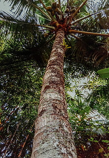 árbol de coco, de cerca, cocos, Fruta, Tiro de ángulo bajo, alto, Arbol alto, árbol, tronco de arbol, planta, crecimiento, el maletero, vista de ángulo bajo, palmera, clima tropical, nadie, naturaleza, tranquilidad, altura maxima, día, belleza en la naturaleza, al aire libre, bosque, tierra, hoja, rama, color verde, palmera de coco, arbol tropical, hoja de palma, copas de los árboles, planta de bambú, 4K, CC0, dominio público, libre de derechos