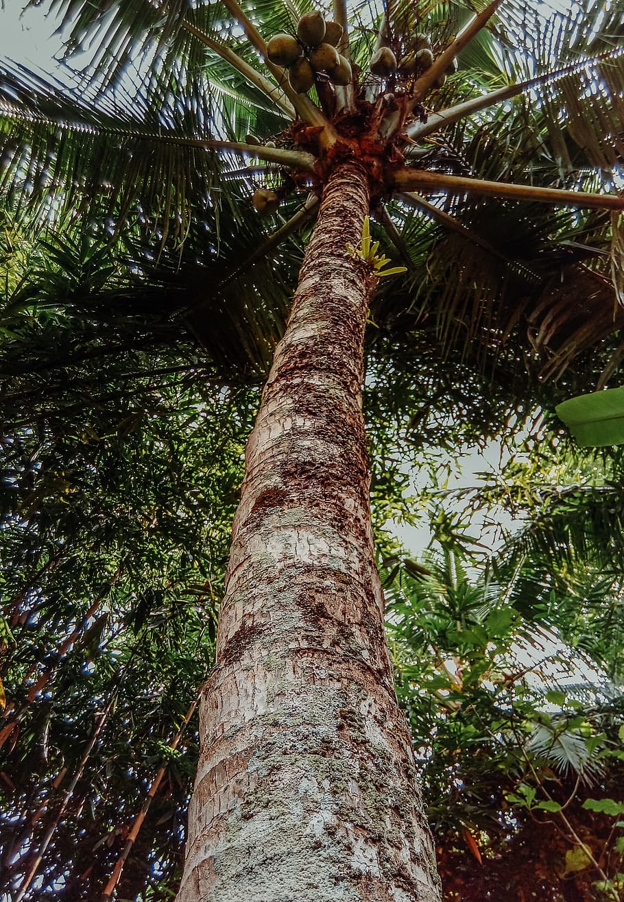 arbre de coco, primer pla, cocos, fruita, tir en angle baix, alt, arbre alt, arbre, tronc de l'arbre, planta, creixement, tronc, vista d’angle baix, Palmera, clima tropical, cap gent, naturalesa, tranquil·litat, alta - alta, dia, bellesa a la natura, a l'aire lliure, bosc, terra, full, branca, color verd, palmera de coco, arbre tropical, fulla de palma, copa de l'arbre, bambú - planta, 4K