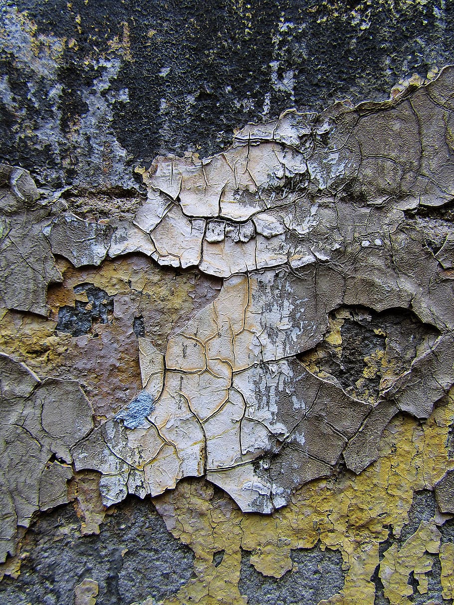 sòl, planta, arbre, tronc de l'arbre, textura, rock, algues, fang, full, fong, paraula, tar, calcària, invertebrat, insecte, animal, insecte de cricket, forat, runes, fons, marc complet, cap gent, dia, aspre, resistent, escorça de la planta, tronc, primer pla, patró, vell, a l'aire lliure, funció de construcció de parets, naturalesa, creixement, descamació, escorça, liquen, 2K