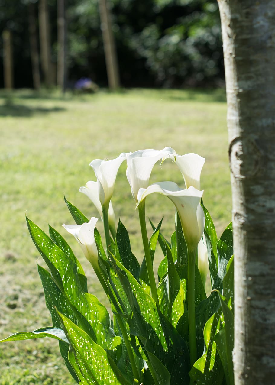 flor, arbre, naturalesa, primavera, florir, planta, estiu, blanc, jardí, prat, horta, botànica, creixement, planta amb flors, bellesa a la natura, centrar-se en primer pla, color verd, frescor, primer pla, vulnerabilitat, fragilitat, dia, cap gent, Color blanc, pètal, full, part de la planta, terra, inflorescència, a l'aire lliure, cap de flor, 4K