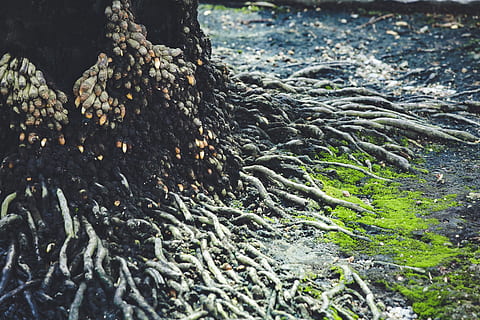 roots, tree, ground, nature, day, land, plant, no people, water, close-up, outdoors, growth, tranquility, high angle view, plant part, solid, beauty in nature, rock, root, field, selective focus, messy, flowing water, 5K, CC0, public domain, royalty free