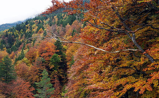 fall, orange, green, forest, trees, fir, mountain, mist, nature, autumn, tree, change, beauty in nature, plant, tranquility, land, no people, growth, tranquil scene, orange color, scenics - nature, non-urban scene, leaf, day, plant part, outdoors, environment, autumn collection, natural condition, 4K, CC0, public domain, royalty free