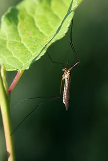 zanzara, Insecta, foglia, macro, biologia, fauna, insetto, invertebrato, animali allo stato selvatico, fauna selvatica, un animale, temi animali, animale, parte vegetale, avvicinamento, colore verde, pianta, natura, giorno, nessuno, concentrarsi sulle conoscenze acquisite, messa a fuoco selettiva, crescita, parte del corpo animale, antenna animale, 2K, CC0, dominio pubblico, privo di copyright