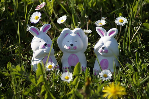 Pasqua, conill de Pasqua, primavera, veure, escolta, parlar, tres, llebre, bonic, conill, orelles, herba, decoració, tema de pasqua, divertit, figura, dolç, targeta de felicitació, flors, salutació de pasqua, decoratiu, decoració de pasqua, osterkarte, planta, flor, planta amb flors, naturalesa, representació animal, representació, cap gent, fragilitat, creixement, mamífer, vulnerabilitat, festa, dia, camp, frescor, Color blanc, terra, a l'aire lliure, cap de flor, porpra, 5K, CC0, domini públic, lliure de regalies