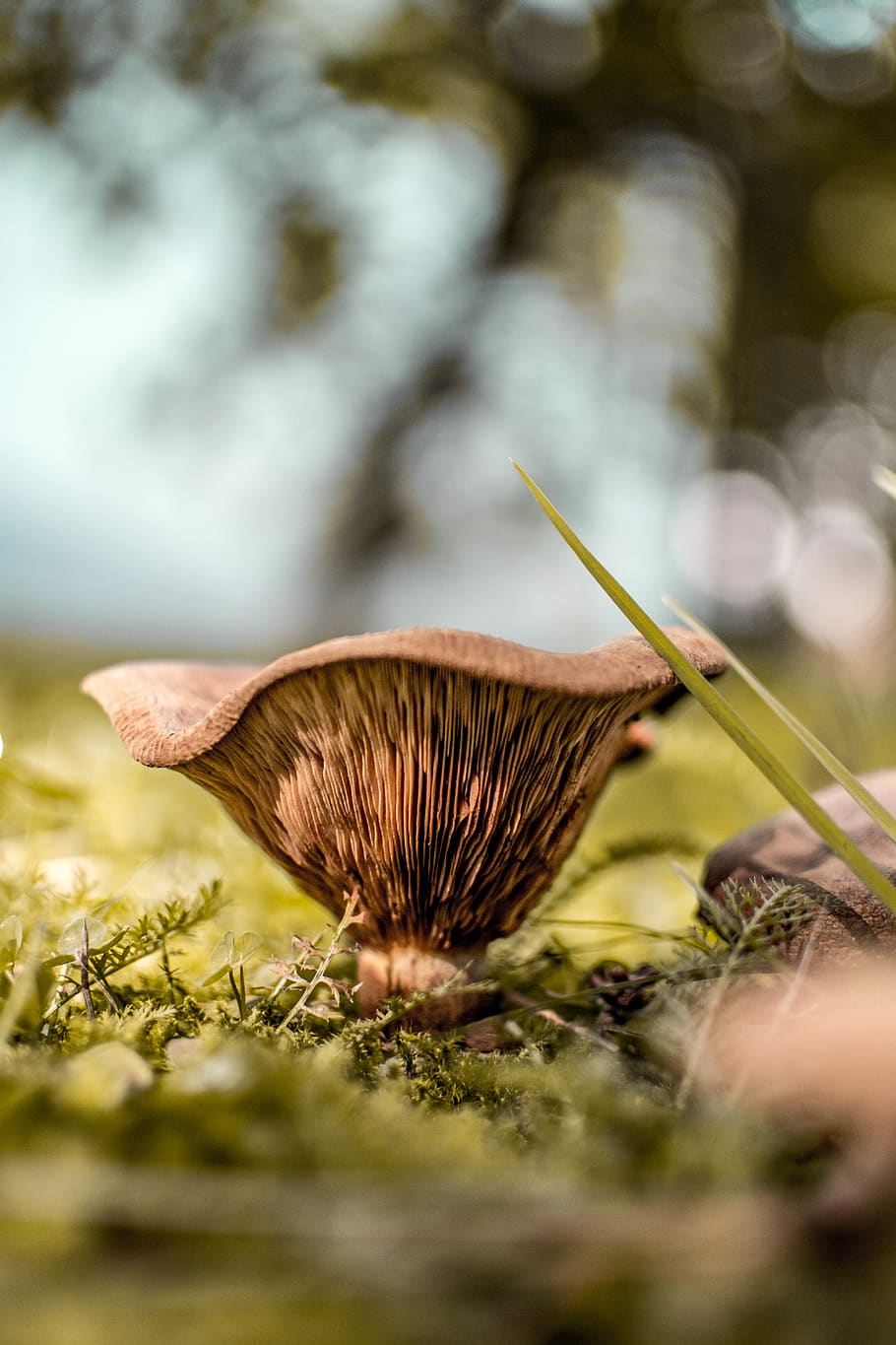 bolet marró, fong, macro, bolets, toadstool, planta, enfocament selectiu, creixement, primer pla, naturalesa, dia, bellesa a la natura, cap gent, menjar, terra, vegetals, camp, a l'aire lliure, fragilitat, vulnerabilitat, sec, color verd, 5K