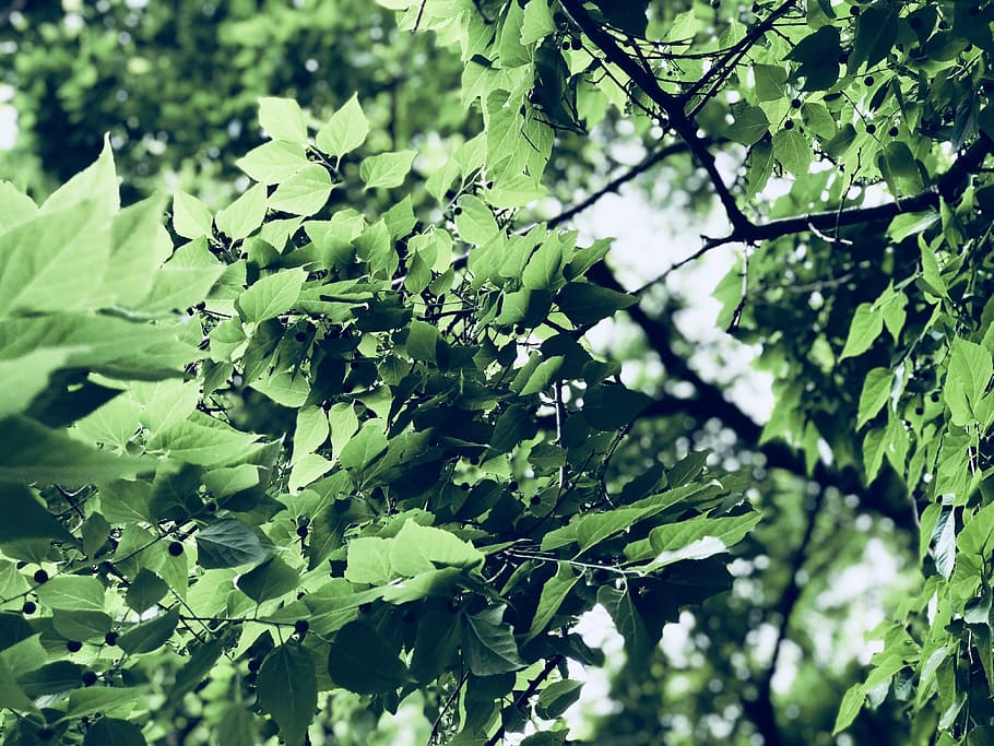 pianta, foglia, albero, quercia, vegetazione, sicomoro, verde, primavera, luce del sole, sfondo, marzo, febbraio, web, salva la terra, terra, madre natura, nazione, fresco, aria, pulito, parte vegetale, colore verde, crescita, bellezza nella natura, natura, ramo, nessuno, giorno, freschezza, Inquadratura dal basso, la tranquillità, all'aperto, cibo e bevande, cibo, concentrarsi sulle conoscenze acquisite, mangiare sano, le foglie, 4K