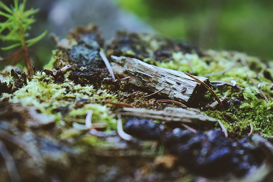 Wald, Makro, Moos, moosig, locke, Gras, winzig, Herbst, fallen, Natur, Natur Hintergrundbilder, Natur-Hintergründe, selektiver Fokus, Nahansicht, keine Leute, Pflanze, grüne Farbe, Tag, Wachstum, Lebensmittel, Baum, Holz - Material, Pflanzenteil, Baumstamm, Blatt, Pilz, Essen und Trinken, Log, Kofferraum, draußen, Oberflächenniveau, Borke, Flechte, 5K