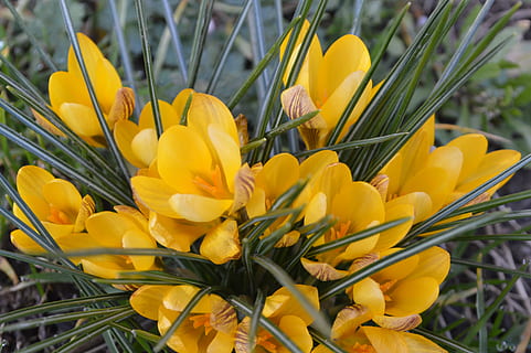 krokus, gul, forår, blomst, natur, have, blomstrende plante, sårbarhed, skrøbelighed, plante, friskhed, skønhed i naturen, vækst, kronblad, tæt på, blomsterhoved, dag, blomsterstand, ingen mennesker, fokus på forgrunden, udendørs, iris, buket, 4K, CC0, offentligt domæne, royaltyfrie