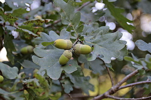 Eicheln, Baum, Obst, Eiche, Blätter, Grün, Baumfrucht, Pflanze, Ast, Nussfrucht, Na sicher, Wald, Flora, Wachstum, Pflanzenteil, Blatt, gesundes Essen, grüne Farbe, Frische, Essen und Trinken, Nahansicht, Lebensmittel, keine Leute, Tag, Natur, Schönheit in der Natur, draußen, Wohlbefinden, Fokus auf den Vordergrund, reif, 5K, CC0, gemeinfrei, lizenzfrei