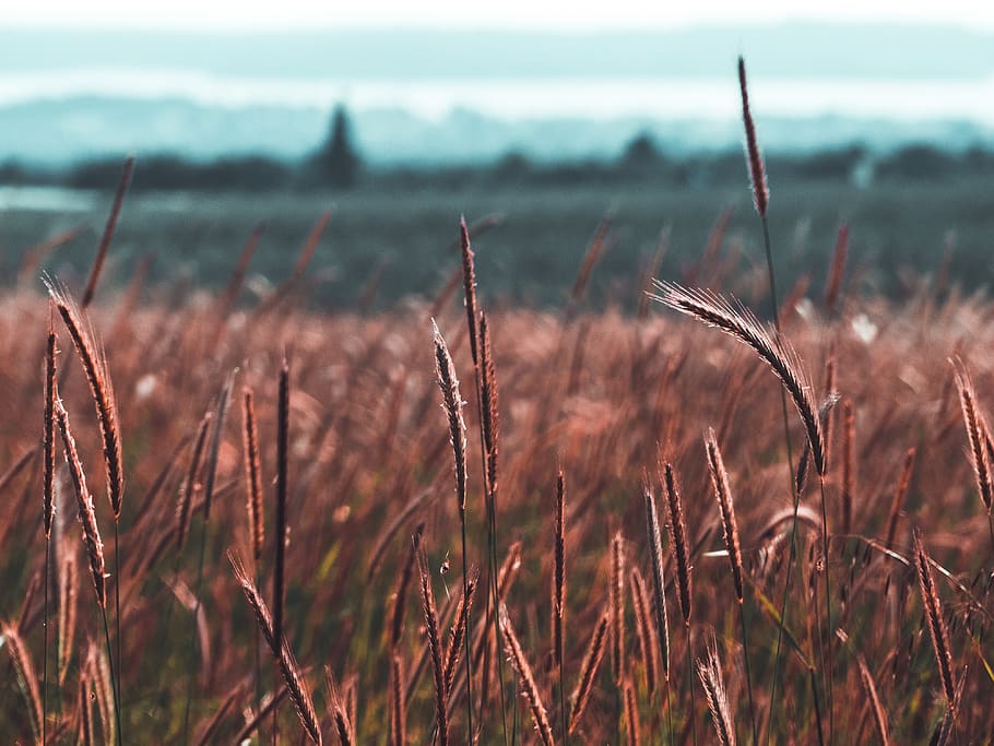 hnědá pšenice trávy, rostlina, tráva, flóra, chorvatsko, istria county, venku, Příroda, detailní, bokeh, pole, vrstva, hnědý, šedozelená a oranžová, oranžový, šedozelená, nebe, tapety hd, růst, klid, přistát, den, nikdo, krása v přírodě, zaměřit se na popředí, detail, klidné scény, zemědělství, scenics - příroda, krajina, mimoměstské scény, životní prostředí, 4K