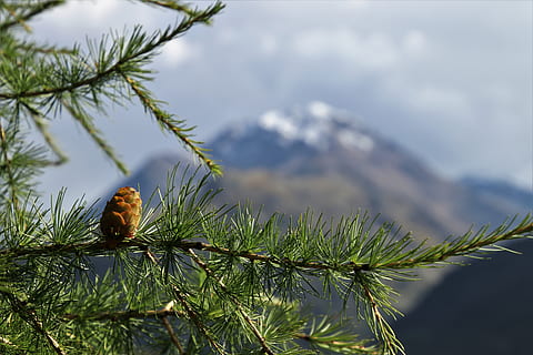 larice, conifer, vedere, topuri, perspectiva, munţi, figura, natură, pădure, toamnă, peisaj, vegetație, mediul, scena, verde, nori, luminile de ceață, dimineața, fundalul, copaci, ceață, dispozitie, con de brad, copac, plantă, animal, animale sălbatice, animale tematice, animale în sălbăticie, ramură, nici o persoana, Munte, zi, să se concentreze asupra primelor elemente, stinghie, animale vertebrate, un animal, frumusețe în natură, creştere, pasăre, Culoarea verde, în aer liber, Brad, 5K, CC0, domeniu public, fără drepturi de autor