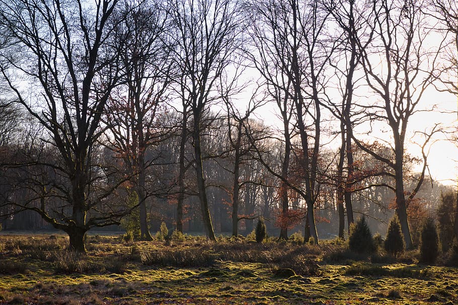 augu, koks, koka stumbrs, mežs, lüneburger Heide, veģetācija, raksturs, zeme, ārā, Vācija, birzs, gaisma, saulrieta, zāli, koki, ēnas, zemes, dekorācijas, saules gaisma, kails koks, miers, rudenī, skaistums dabā, mierīga aina, ārpus pilsētas, dienā, skatuves - daba, filiāle, nav cilvēku, stumbrs, pārmaiņas, ainavu, jomā, kritums, 4K