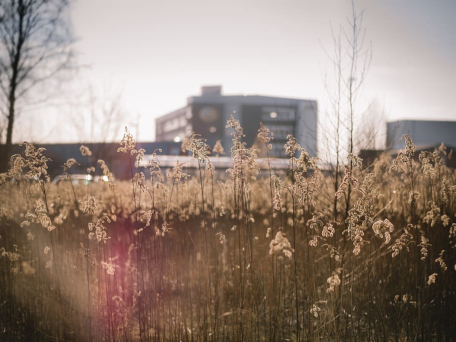 selektiv, fokus foto, hvid, blomst, arkiveret, by, bygning, skyer, daggry, dagslys, græs, landskab, natur, planter, naturskøn, himmel, by-, plante, bygget struktur, bygning udvendig, arkitektur, Mark, bare træ, ingen mennesker, dag, vækst, jord, udendørs, træ, skyfri himmel, fokus på forgrunden, landlige scene, industri, forurening, 4K