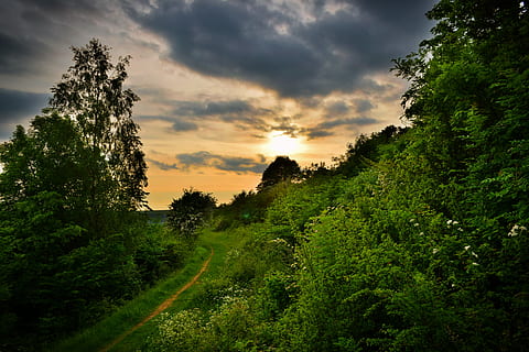 saulėlydis, cotswolds, Anglijoje, kelias, debesys, šiltas, medžiai, žalias, Šalis, medis, augalų, dangus, debesis - dangus, grožis gamtoje, ramioje scenoje, ramybė, augimą, žalia spalva, vaizdai - gamta, pobūdį, nėra žmonių, žemės, ne miesto scenoje, aplinką, miškas, kraštovaizdį, lauke, idiliškas, 5K, CC0, Viešasis domenas, nemokamai