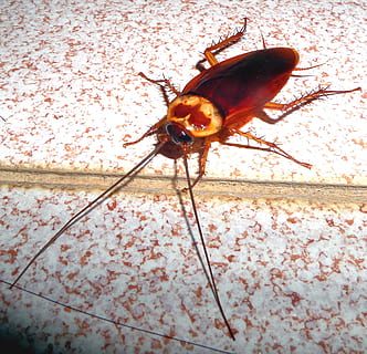 kecoak di thailand, kecoak, serangga, bug, pemulung, kebersihan, hama, , tema binatang, invertebrata, hewan, binatang di alam liar, satu binatang, satwa liar hewan, merapatkan, tidak ada orang, ilmu hewan, bagian tubuh hewan, fitur dinding - bangunan, di luar rumah, arthropoda, antena binatang, tampilan sudut tinggi, penuh, hari, lantai, 1080P, CC0, domain publik, bebas royalti