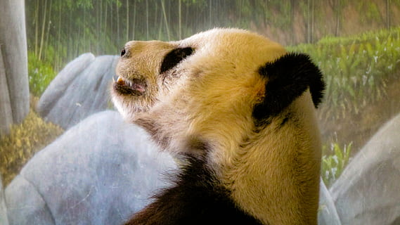 panda, bære, dyr, dyreliv, pattedyr, memphis zoo, kæmpepanda, USA, memphis, tn, Zoo, bokeh, Panda Bjørn, i søvn, sovende, mindre panda, memphis, sovende panda, isbjørn, brun bjørn, sort bjørn, dyre temaer, et dyr, dyr i naturen, ingen mennesker, dag, natur, tæt på, dyr hoved, dyr kropsdel, hvirveldyr, plante, udendørs, fokus på forgrunden, truede arter, bambus - plante, 2K, CC0, offentligt domæne, royaltyfrie