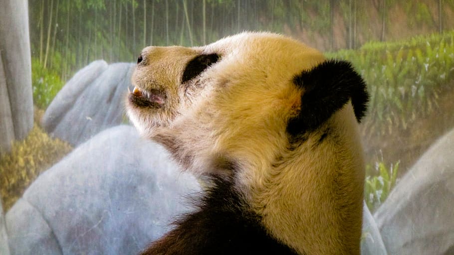 panda, suportar, animal, vida salvatge, mamífer, zoològic de Memphis, Panda gegant, EUA, Memphis, tn, zoo, bokeh, ós panda, dormit, dorment, panda menor, Memphis, panda per dormir, ós polar, ós marró, ós negre, temes d'animals, un animal, fauna animal, animals a la natura, cap gent, dia, naturalesa, primer pla, cap d’animals, part del cos dels animals, vertebrats, planta, a l'aire lliure, centrar-se en primer pla, Espècies en perill d'extinció, bambú - planta, 2K