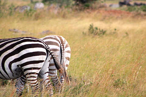 zebra på marker, dyre temaer, dyr, dyreliv, stribet, dyr i naturen, pattedyr, zebra, et dyr, safari, græs, hvirveldyr, plante, natur, ingen mennesker, husdyr, planteædende, Mark, fokus på forgrunden, dag, udendørs, halvtørre, 5K, CC0, offentligt domæne, royaltyfrie