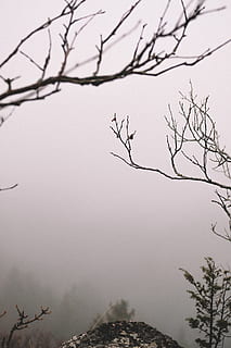 Blick auf kahle Bäume, Natur, draußen, Nebel, Wetter, Frankreich, Foncine, belvédère du bulay, Tier, Vogel, fliegend, Winter, Baum, Fahrzeug, Transport, Rock, Wolke, Berg, Herbst, Himmel, Ast, kahler Baum, Pflanze, keine Leute, Ruhe, Tag, Schönheit in der Natur, klarer Himmel, Flachwinkelansicht, Zweig, Fokus auf den Vordergrund, Szenen - Natur, Silhouette, ruhige Szene, tote Pflanze, 5K, CC0, gemeinfrei, lizenzfrei