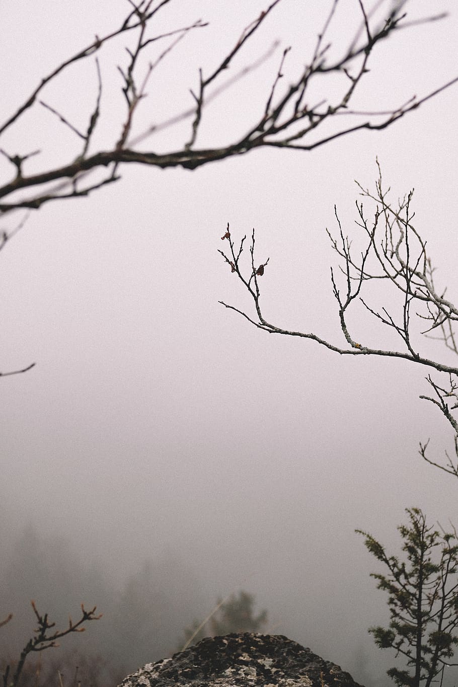 Blick auf kahle Bäume, Natur, draußen, Nebel, Wetter, Frankreich, Foncine, belvédère du bulay, Tier, Vogel, fliegend, Winter, Baum, Fahrzeug, Transport, Rock, Wolke, Berg, Herbst, Himmel, Ast, kahler Baum, Pflanze, keine Leute, Ruhe, Tag, Schönheit in der Natur, klarer Himmel, Flachwinkelansicht, Zweig, Fokus auf den Vordergrund, Szenen - Natur, Silhouette, ruhige Szene, tote Pflanze, 5K