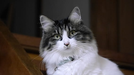 Katze, Haustier, Innere, Gesicht, starren, Haustiere, inländisch, Tierthemen, katzenartig, Tier, ein Tier, Säugetier, Hauskatze, Wirbeltier, Porträt, Kamera betrachten, Fokus auf den Vordergrund, drinnen, Whisker, keine Leute, Wohngebäude, Holz - Material, Nahansicht, Tierkopf, Tierauge, gelbe Augen, 2K, CC0, gemeinfrei, lizenzfrei