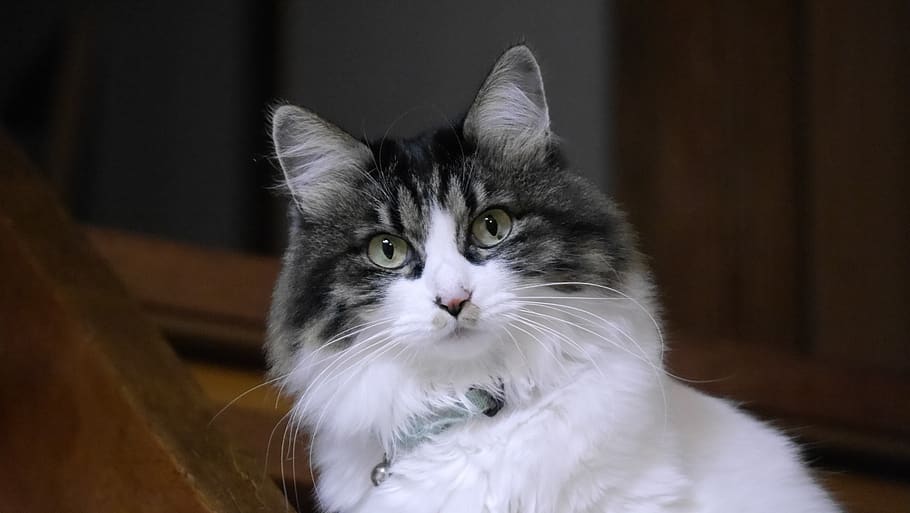 Katze, Haustier, Innere, Gesicht, starren, Haustiere, inländisch, Tierthemen, katzenartig, Tier, ein Tier, Säugetier, Hauskatze, Wirbeltier, Porträt, Kamera betrachten, Fokus auf den Vordergrund, drinnen, Whisker, keine Leute, Wohngebäude, Holz - Material, Nahansicht, Tierkopf, Tierauge, gelbe Augen, 2K