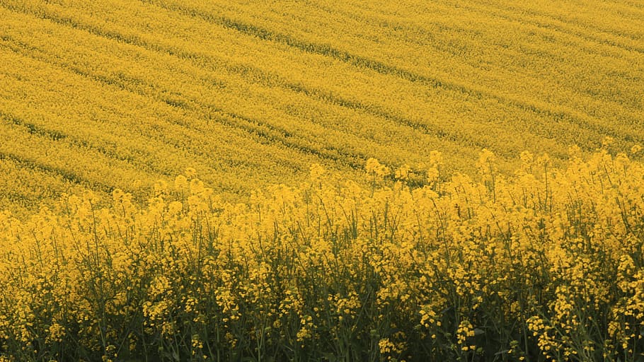 gall dindi, tekirdağ, agricultura, flor, groc, camp, bellesa a la natura, terra, creixement, planta amb flors, granja, colza, planta, escena rural, cultiu, escenics - natura, paisatge, medi ambient, frescor, naturalesa, primavera, tranquil·litat, cap gent, a l'aire lliure, llit de flors, 2K