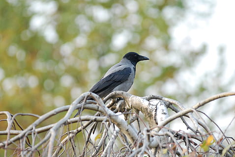 allike, fugl, krage, hvirveldyr, dyr, dyr i naturen, dyre temaer, dyreliv, perching, et dyr, træ, afdeling, plante, ingen mennesker, dag, lav vinkel visning, fokus på forgrunden, udendørs, natur, selektiv fokusering, tæt på, sort farve, 4K, CC0, offentligt domæne, royaltyfrie