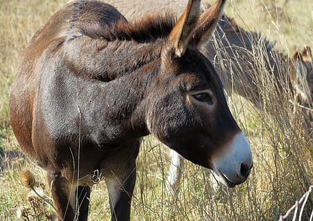 Esel, braun, Ohren, Tierthemen, Tier, Säugetier, Wirbeltier, Tierwelt, ein Tier, Feld, Haustiere, Land, Vieh, keine Leute, Natur, Tag, inländisch, Tiere in freier Wildbahn, Pflanze, Gras, Stehen, pflanzenfressend, draußen, Tierkopf, 5K, CC0, gemeinfrei, lizenzfrei