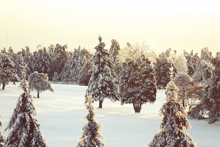 inverno, la neve, alberi, freddo, Canada, Québec, natura, all'aperto, albero, pianta, cielo, temperatura fredda, bellezza nella natura, la tranquillità, scena tranquilla, nessuno, crescita, terra, scenics - natura, copertura, congelato, giorno, scena non urbana, albero di conifere, 5K
