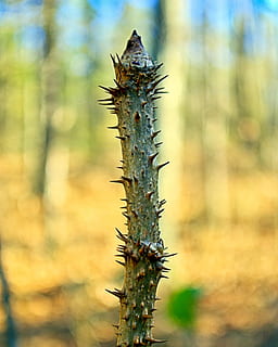 djevelens gåtepinne, skarp, spiny, flora, botanikk, torner, stikk, natur, torn, spike, botanisk, djevel, gåstav, aralia spinosa, Hercules 'klubb, stikkende aske, stikk eldste, tre, ingen folk, anlegg, fokusere på forgrunnen, dag, nærbilde, utendørs, dyre temaer, trestamme, dyr, stamme, dyreliv, dyr i naturen, vekst, tre - materiale, ett dyr, virveldyr, skog, ro, 2K, CC0, offentlig domene, opphavsrett gratis
