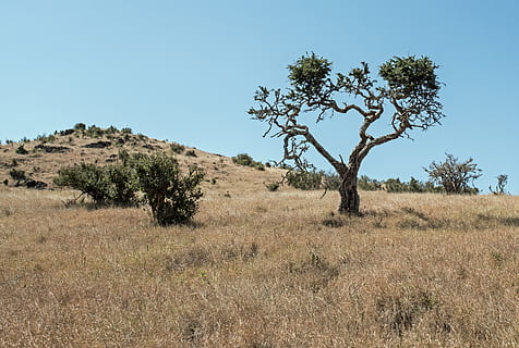 ağaç, çevrili, kahverengi, otlar, savan, doğa, çayır, açık havada, alan, Kenya, çimen, Isiolo, lewa yaban hayatı koruma, Tepe, gökyüzü, çöl, toprak, Sıcak, Afrika, peyzaj, kuru, çalı, bitki örtüsü, bitki, arazi, huzur, çevre, sakin sahne, açık hava, manzaralar - doğa, gün, doğada güzellik, büyüme, insansız, kentsel olmayan sahne, mavi, Güneş ışığı, kurak iklim, 4K, CC0, kamu malı, telif ücretsiz