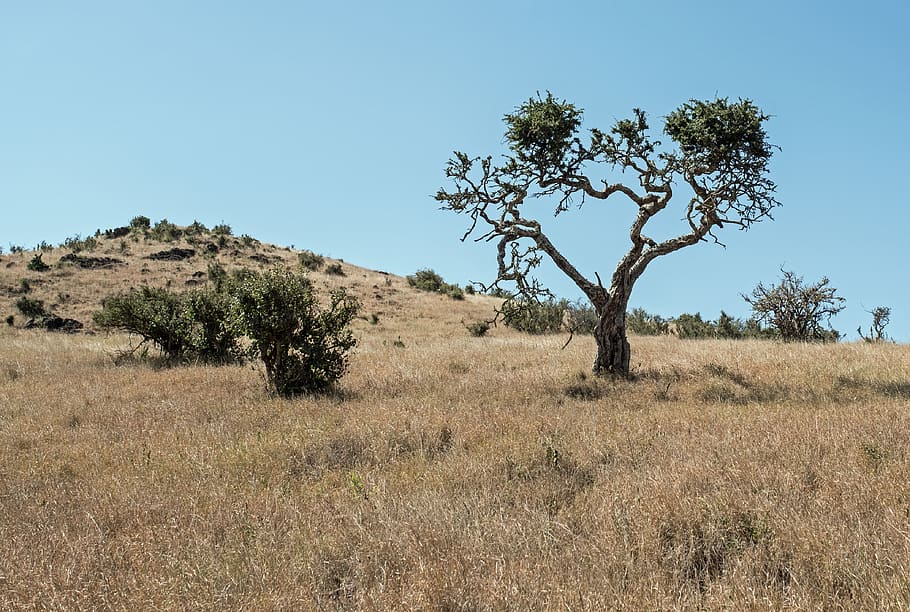 arbre, envoltat, marró, herbes, sabana, naturalesa, pastures, a l'aire lliure, camp, Kenya, herba, isiolo, conservació de la vida silvestre de lewa, turó, cel, desert, sòl, calenta, Àfrica, paisatge, sec, arbust, flora, planta, terra, tranquil·litat, medi ambient, escena tranquil·la, cel clar, escenics - natura, dia, bellesa a la natura, creixement, cap gent, escena no urbana, blau, llum solar, clima àrid, 4K