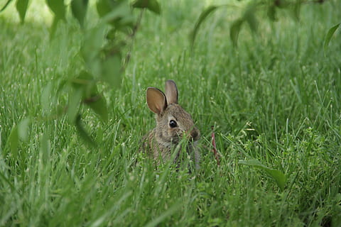 coniglietto, coniglio, lepre, animale, roditore, mammifero, primavera, bambino, lepre selvatica, rurale, coniglietti, nazione, erba, pianta, terra, animale domestico, canino, cane, pointer, vita marina, temi animali, fauna selvatica, un animale, colore verde, animali allo stato selvatico, campo, messa a fuoco selettiva, vertebrato, natura, nessuno, giorno, crescita, coniglio - animale, avvicinamento, all'aperto, erbivoro, testa di animale, 5K, CC0, dominio pubblico, privo di copyright