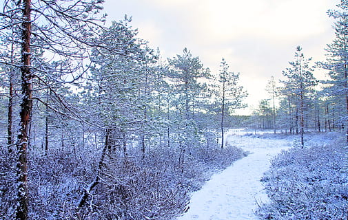 photo trees, covered, snow, branches, cold, environment, forest, zing, frost, frosty, frosty weather, frozen, gloomy, ice, icy, idyllic, landscape, nature, park, scenery, scenic, season, snowy, tranquil, trees, weather, winter, woods, tree, plant, cold temperature, tranquility, land, tranquil scene, beauty in nature, scenics - nature, no people, non-urban scene, day, sky, growth, white color, woodland, outdoors, pine tree, coniferous tree, pine woodland, 5K, CC0, public domain, royalty free
