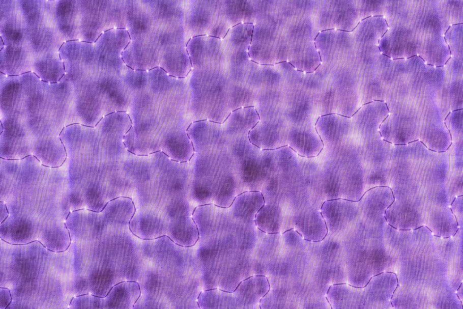 Textur, Transparenz, transparentes Textil, Textil-, transparent, Licht, Muster, Vollbild, Hintergründe, pinke Farbe, lila, keine Leute, Nahansicht, abstrakt, texturiert, Natur, Schönheit in der Natur, drinnen, Vergrößerung, Makro, Tier, Tierthemen, Meer, Wissenschaft, unter wasser, 4K