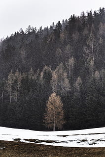 Kiefern, umgeben, Schnee, kalt, Tageslicht, tagsüber, Umgebung, Wald, zing, Frost, eisig, frostiges Wetter, gefroren, hoch, Eis, Landschaft, Berg, Natur, Naturfotografie, Naturtapete, szenisch, Jahreszeit, schneebedeckt, Bäume, Wetter, Winter, Winterlandschaft, Baum, Pflanze, kalte Temperatur, Ruhe, ruhige Szene, Land, Schönheit in der Natur, Tag, keine Leute, Szenen - Natur, Wachstum, Feld, Himmel, Nicht-städtische Szene, draußen, 5K, CC0, gemeinfrei, lizenzfrei