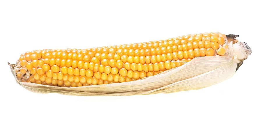 Mais, raccolto, cucinato, orecchio, pasto, ritagliare, preparato, giallo, pannocchia, cucina, bollito, cucinando, cibo, isolato, bagnato, bianca, pannocchia di mais, cornonthecob, granturco indiano, verdura, Fast food, appena, raccolta, buccia, ingrediente, kernel, , crudo, cibo e bevande, mangiare sano, benessere, freschezza, mais dolce, pianta di cereali, mais - coltura, sfondo bianco, girato in studio, biologico, cibo crudo, agricoltura, seme, cibo vegetariano, nessuno, maturo, dieta, 720P